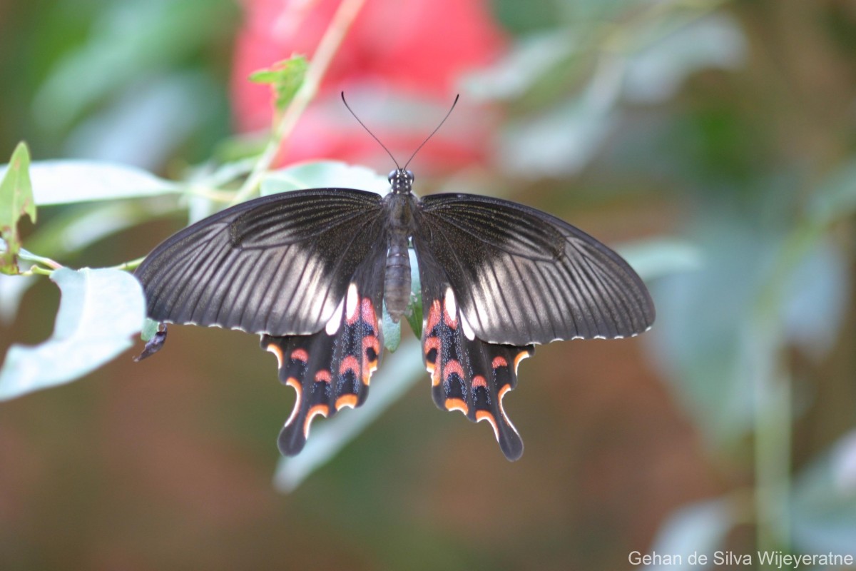 Papilio polytes Linnaeus, 1758